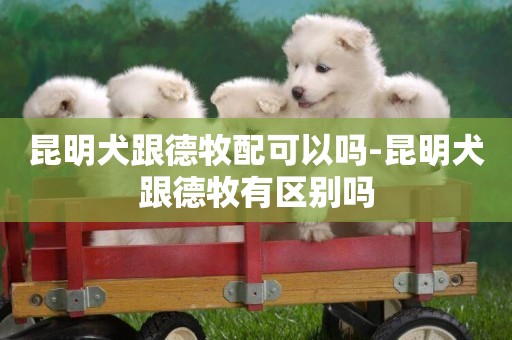 昆明犬跟德牧配可以嗎-昆明犬跟德牧有區別嗎