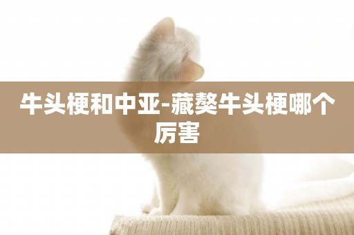 牛頭梗和中亞-藏獒牛頭梗哪個厲害
