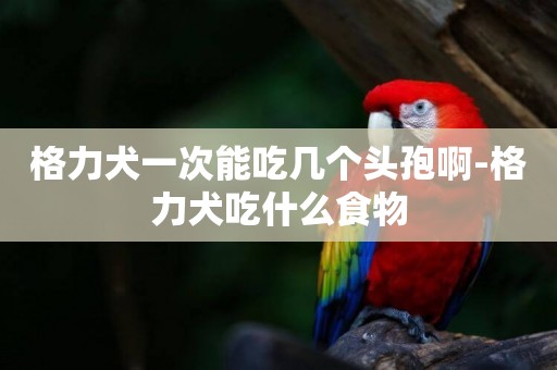 格力犬一次能吃幾個頭孢啊-格力犬吃什么食物