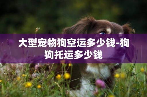 大型寵物狗空運多少錢-狗狗托運多少錢