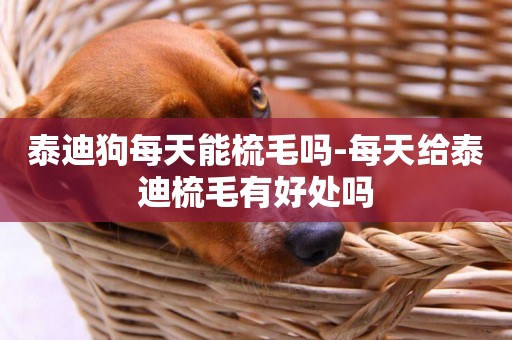 泰迪狗每天能梳毛嗎-每天給泰迪梳毛有好處嗎
