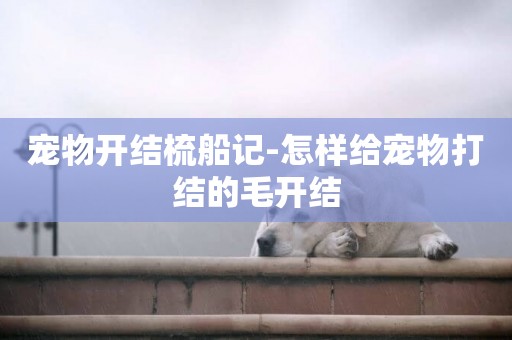 寵物開結梳船記-怎樣給寵物打結的毛開結