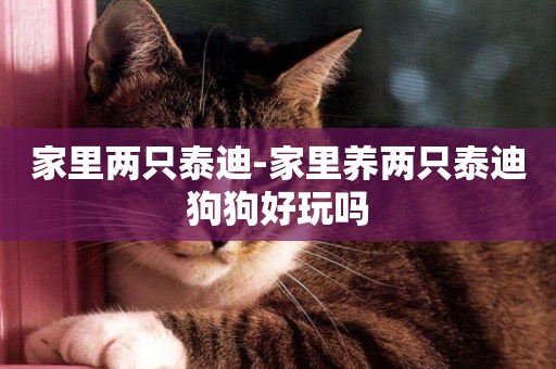 家里兩只泰迪-家里養兩只泰迪狗狗好玩嗎