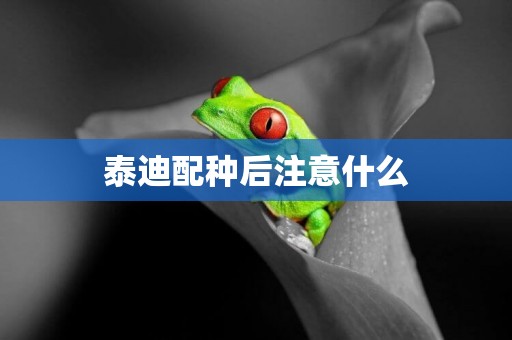 泰迪配種后注意什么