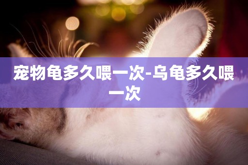 寵物龜多久喂一次-烏龜多久喂一次