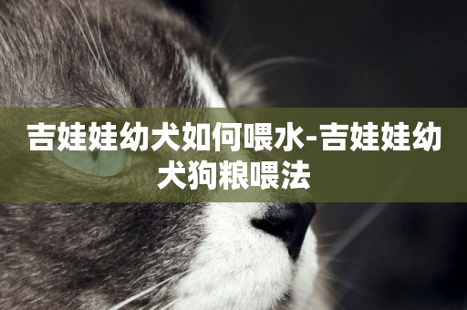 吉娃娃幼犬如何喂水-吉娃娃幼犬狗糧喂法
