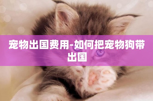 寵物出國費用-如何把寵物狗帶出國