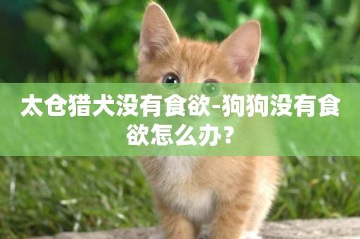 太倉獵犬沒有食欲-狗狗沒有食欲怎么辦？