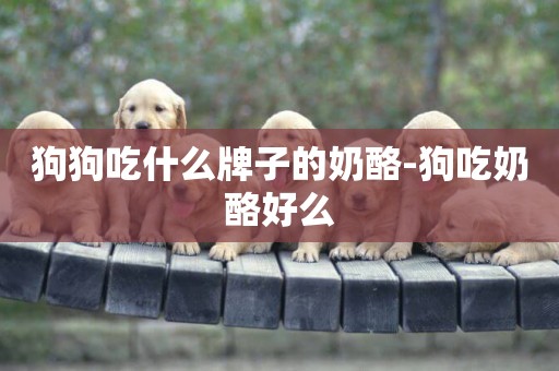 狗狗吃什么牌子的奶酪-狗吃奶酪好么