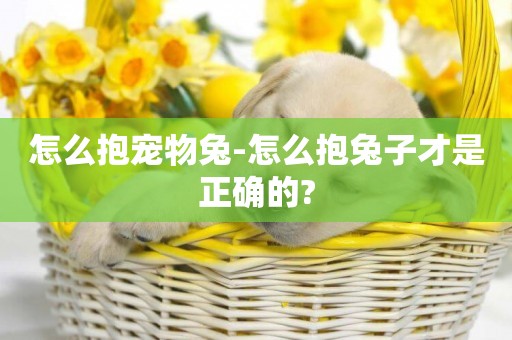 怎么抱寵物兔-怎么抱兔子才是正確的?