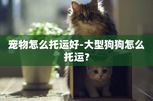 寵物怎么托運好-大型狗狗怎么托運？
