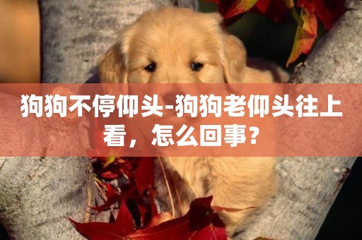 狗狗不停仰頭-狗狗老仰頭往上看，怎么回事？