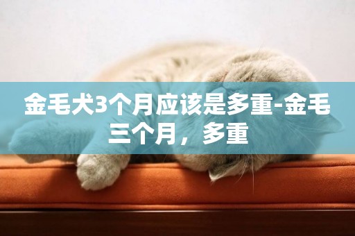 金毛犬3個月應該是多重-金毛三個月，多重