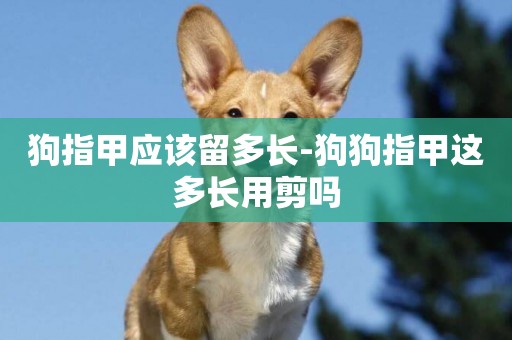 狗指甲應該留多長-狗狗指甲這多長用剪嗎