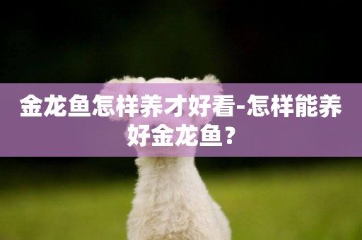 金龍魚怎樣養才好看-怎樣能養好金龍魚？