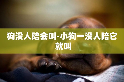 狗沒人陪會叫-小狗一沒人陪它 就叫