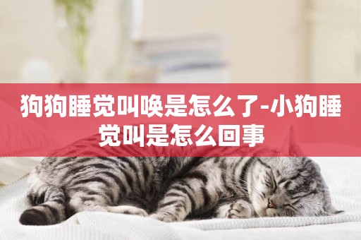 狗狗睡覺叫喚是怎么了-小狗睡覺叫是怎么回事