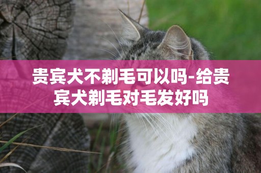 貴賓犬不剃毛可以嗎-給貴賓犬剃毛對毛發好嗎