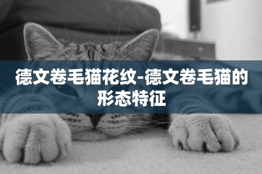 德文卷毛貓花紋-德文卷毛貓的形態特征