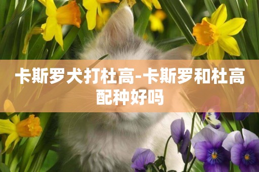 卡斯羅犬打杜高-卡斯羅和杜高配種好嗎