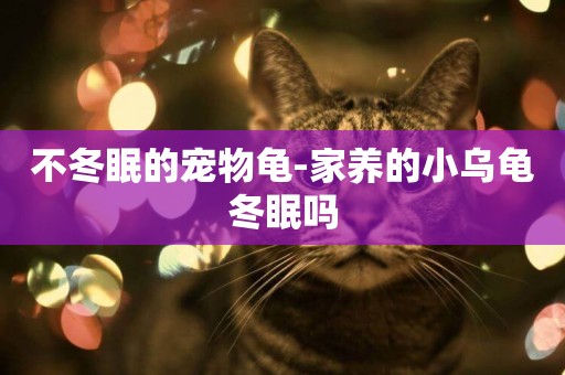 不冬眠的寵物龜-家養的小烏龜冬眠嗎
