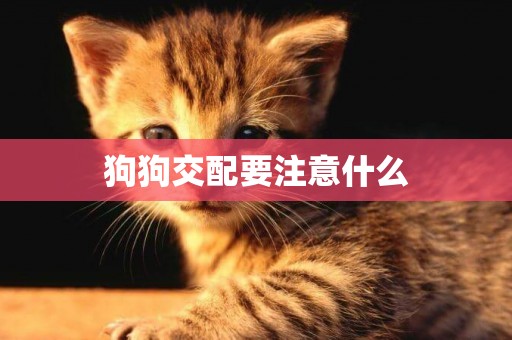 狗狗交配要注意什么