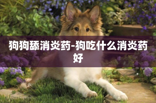狗狗舔消炎藥-狗吃什么消炎藥好