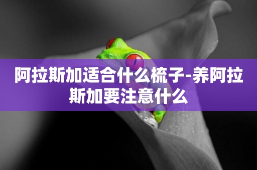 阿拉斯加適合什么梳子-養阿拉斯加要注意什么