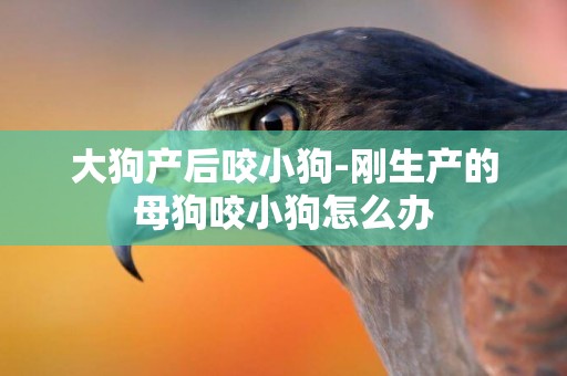 大狗產后咬小狗-剛生產的母狗咬小狗怎么辦