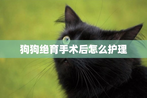 狗狗絕育手術后怎么護理