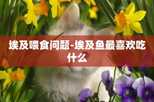 埃及喂食問題-埃及魚最喜歡吃什么