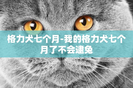 格力犬七個月-我的格力犬七個月了不會逮兔