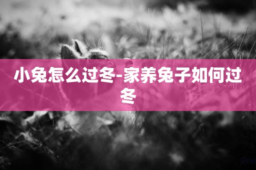 小兔怎么過冬-家養兔子如何過冬