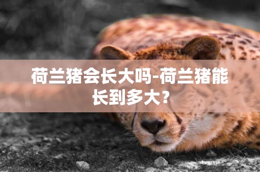 荷蘭豬會長大嗎-荷蘭豬能長到多大？