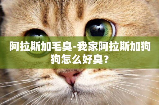 阿拉斯加毛臭-我家阿拉斯加狗狗怎么好臭？