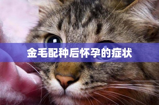 金毛配種后懷孕的癥狀