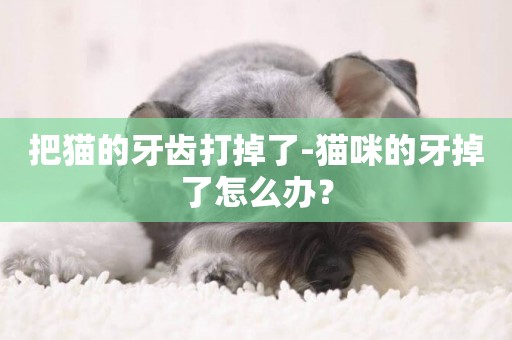 把貓的牙齒打掉了-貓咪的牙掉了怎么辦？