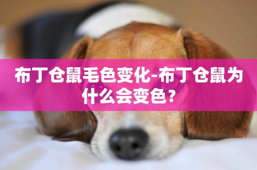 布丁倉鼠毛色變化-布丁倉鼠為什么會變色？
