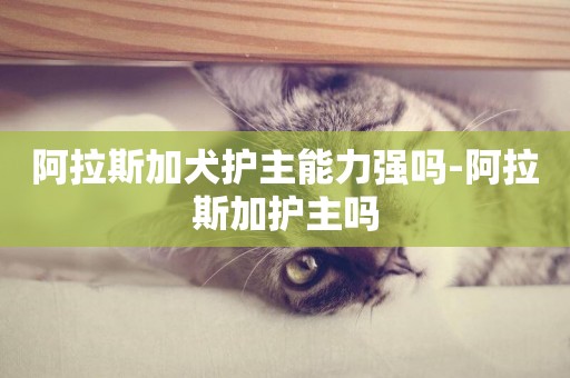 阿拉斯加犬護主能力強嗎-阿拉斯加護主嗎