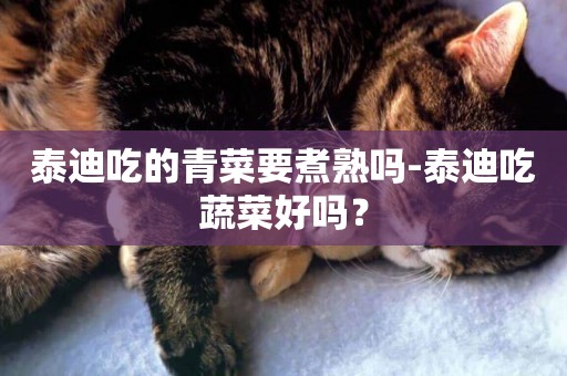 泰迪吃的青菜要煮熟嗎-泰迪吃蔬菜好嗎？