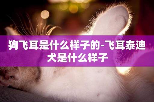 狗飛耳是什么樣子的-飛耳泰迪犬是什么樣子