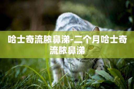 哈士奇流膿鼻涕-二個月哈士奇流膿鼻涕