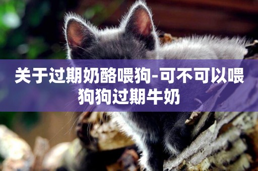 關于過期奶酪喂狗-可不可以喂狗狗過期牛奶