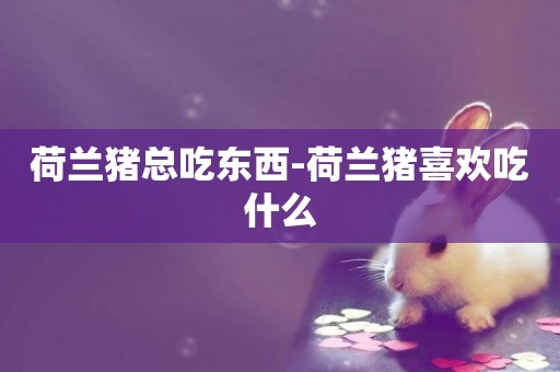 荷蘭豬總吃東西-荷蘭豬喜歡吃什么