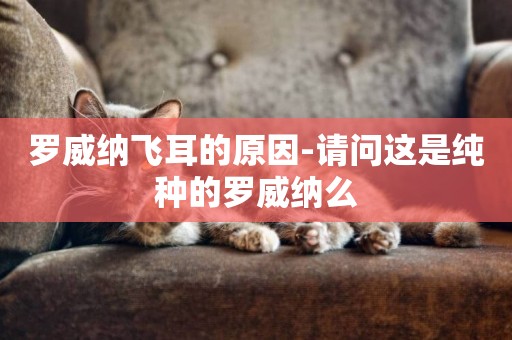 羅威納飛耳的原因-請問這是純種的羅威納么