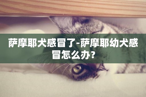 薩摩耶犬感冒了-薩摩耶幼犬感冒怎么辦？