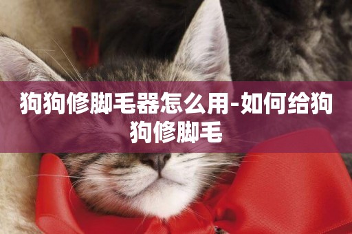 狗狗修腳毛器怎么用-如何給狗狗修腳毛