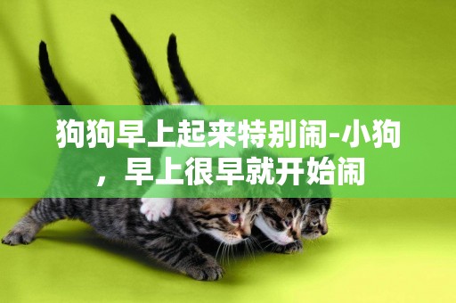 狗狗早上起來特別鬧-小狗，早上很早就開始鬧