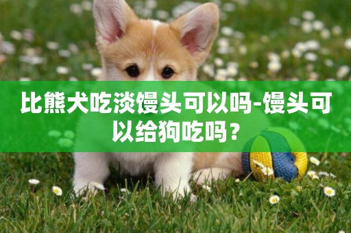 比熊犬吃淡饅頭可以嗎-饅頭可以給狗吃嗎？