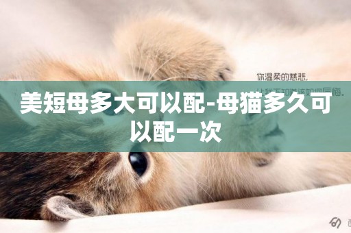 美短母多大可以配-母貓多久可以配一次